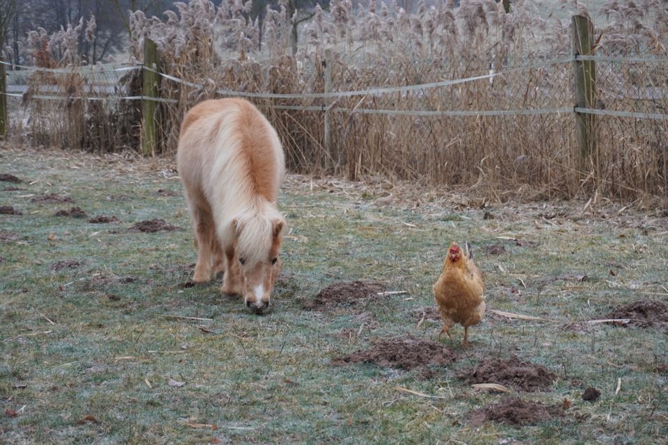 Pflegebeteiligung für 2 Ponys in Ansbach