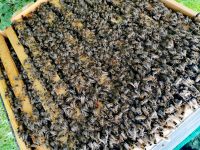 Bienenvolk Zander Bienenvölker Wirtschaftsvolk Nordrhein-Westfalen - Aldenhoven Vorschau