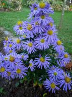 Kissenaster  Prof. A. Kippenberg Aster dumosus Herbstaster Hessen - Liebenau Vorschau