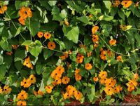 Samen Schwarzäugige Susanne, orange, Thunbergia Sachsen - Arnsdorf Vorschau