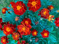 Tagetes Samen Blumen orange rot Aussaat ab April Bayern - Stammbach Vorschau