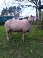 Schafbock,Charolais Bock, Deckbock Niedersachsen - Emlichheim Vorschau