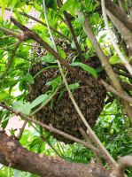 Bienen einfangen Schwarm Imker Thüringen - Witzleben Vorschau