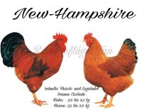 New Hampshire Junghennen| Legehennen| Geflügel| Hühner Nordrhein-Westfalen - Rietberg Vorschau