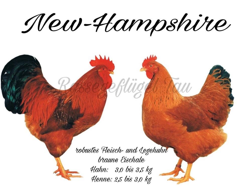 New Hampshire Junghennen| Legehennen| Geflügel| Hühner in Rietberg