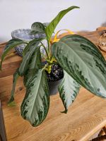 Aglaonema commutatum Baden-Württemberg - Reutlingen Vorschau