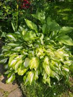 Hosta/Funkie Osterholz - Tenever Vorschau