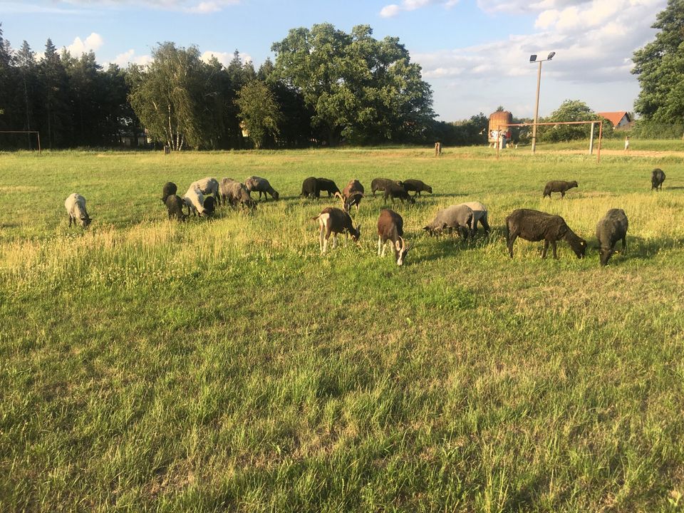 Schaf Rohwolle gegen Gebot abzugeben in Groß Kreutz