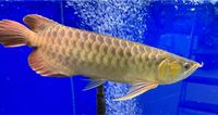 Arowana (Super Red). „ Angebot!!!!“ Bayern - Schwarzenbruck Vorschau