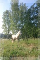 Pflege Pferd Pflegepferd in Breinig Nordrhein-Westfalen - Stolberg (Rhld) Vorschau
