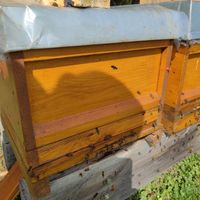 Bienenvolk auf DNM Sachsen-Anhalt - Gräfenhainichen Vorschau