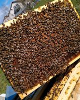 Bienenvölker auf ZaDant, Bienen, Biene Baden-Württemberg - Kirchheim am Ries Vorschau