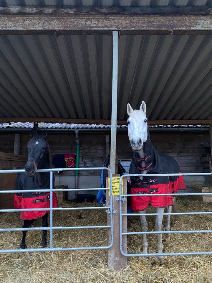 Pflegebeteiligung für 2 Pferde gesucht in Steißlingen