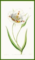 Calochortus venustus-Edwards- Altkol. Originalkst. 1834 Essen - Essen-Ruhrhalbinsel Vorschau