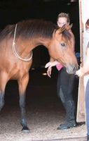 Deutsches Reitpony | Wallach | 1.46 m | 13 Jahre | sucht Zuhause Brandenburg - Teupitz-Tornow Vorschau