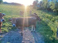 Aubrac Kalbinen Bayern - Haag a.d.Amper Vorschau