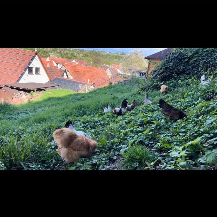 Bruteier Serama Zwerg seidenhuhn Bartzwerg bunte Truppe BE in Benningen