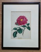 Antiker Kupferstich einer Rose von William Woodville von 1808 Niedersachsen - Stadthagen Vorschau