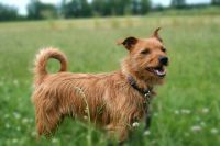 Leon - Terrier Mix Sachsen-Anhalt - Salzwedel Vorschau