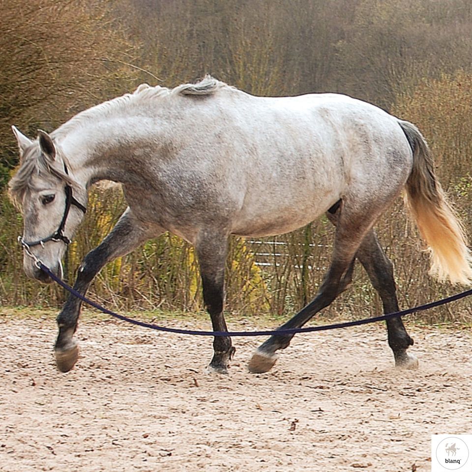 Deinen Traum als Reitlehrer verwirklichen Reitkunst Horsemanship in Echzell 