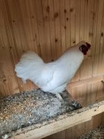 Zwergseidenhuhn Bresse Mix Hahn Baden-Württemberg - Meckesheim Vorschau