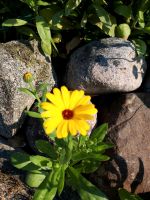 Ringelblumen, Calendula Samen, Saat,Staude, Blumen Schleswig-Holstein - Lübeck Vorschau