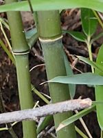 Bambus für Sachsen Sachsen - Penig Vorschau
