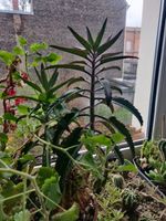 Kalanchoe Brutblatt Ableger Jungpflanzen exotische Zimmerpflanze Bonn - Weststadt Vorschau