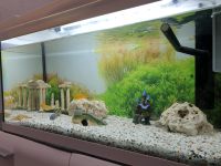 Aquarium mit Fische und Zubehör Essen - Huttrop Vorschau
