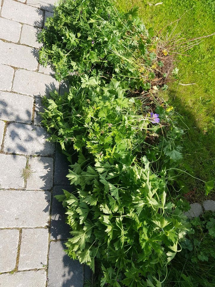 Stauden Storchenschnabel in lila und pink in Rövershagen