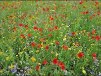 Wohnung mit Gartennutzung Innenstadt - Köln Altstadt Vorschau