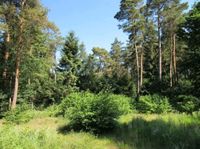 Waldgrundstück/ Freizeitgrundstück Hessen - Babenhausen Vorschau