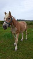 Reitbeteiligung an Haflinger Nordrhein-Westfalen - Hückeswagen Vorschau