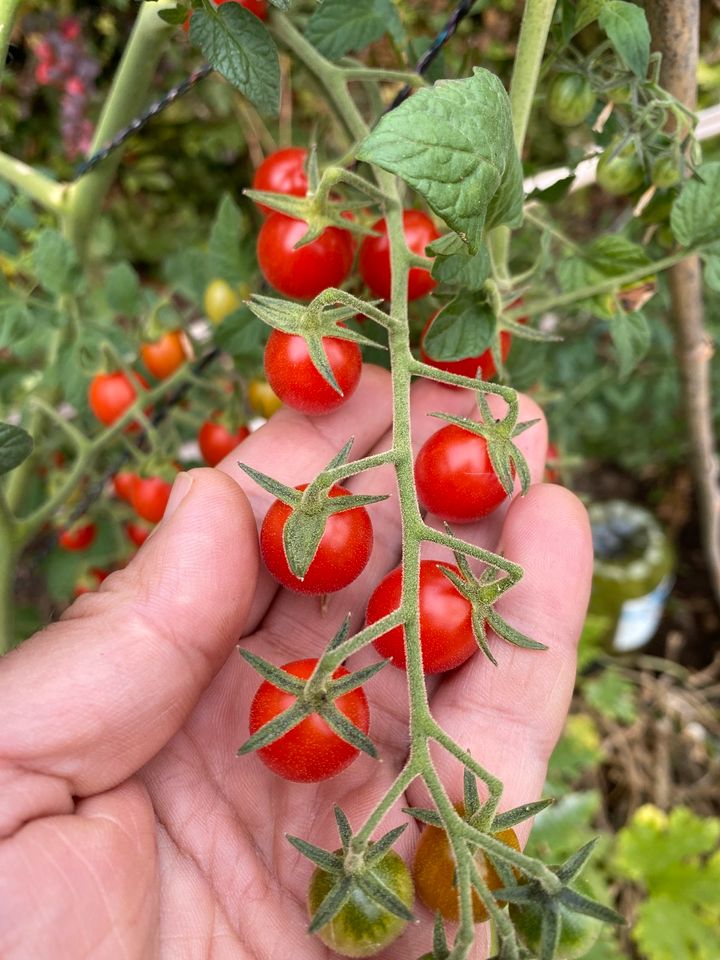 Tomaten wilde Sardische Alte Sorte klein 10Samen in Baden-Württemberg -  Esslingen | eBay Kleinanzeigen ist jetzt Kleinanzeigen