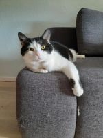 KATZE SUCHT ZUHAUSE Bayern - Simbach Vorschau