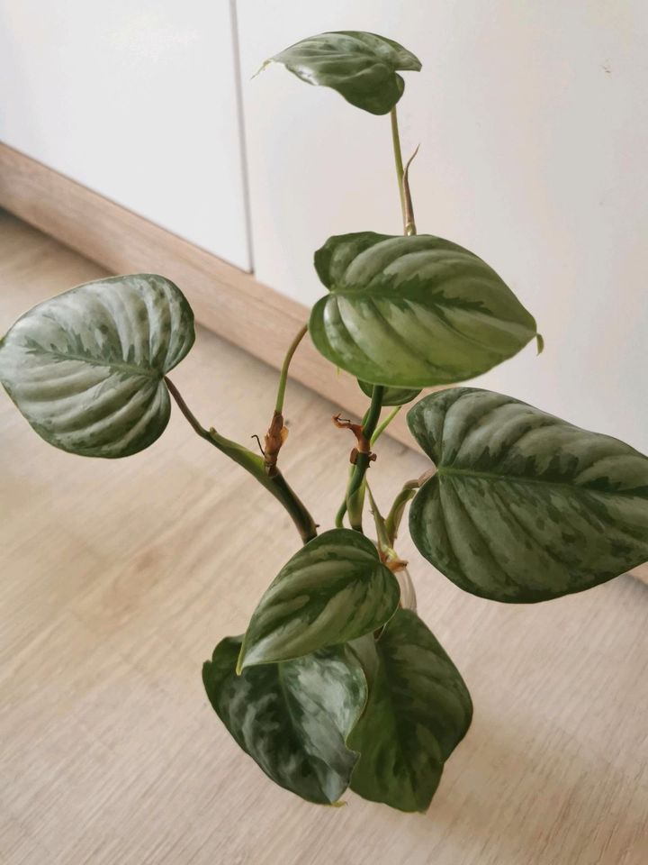 Ableger Philodendron Sodiroi Aff in Kupferzell