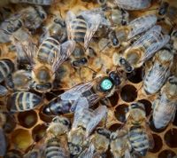 Bienenkönigin - sanft, leistungsstark - Carnica F1 standbegattet Bayern - Kronach Vorschau