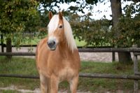 Reitbeteiligung für 2 mal die Woche gesucht (Pferd sucht Mensch) Nordrhein-Westfalen - Solingen Vorschau
