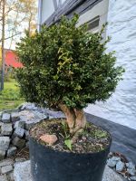 Buchsbaum Bonsai Buxus pinus larix Schale Sachsen - Zwickau Vorschau