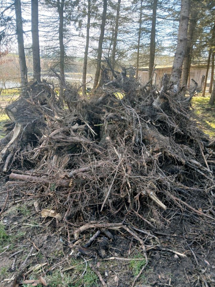 Brennholz Wurzelholz Wurzelstock in Schwandorf