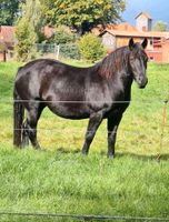 Pferde zu verkaufen Niedersachsen - Suderburg Vorschau
