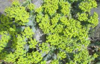 Walzenwolfsmilch Euphorbia myrsinites wunderschöne Zierpflanze Hessen - Rosbach (v d Höhe) Vorschau