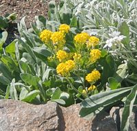 Bodendecker gelbe Blüte Thüringen - Altenburg Vorschau