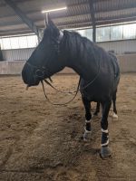 Pflegebeteiligung gesucht (Pferd sucht Reiter) Nordrhein-Westfalen - Castrop-Rauxel Vorschau