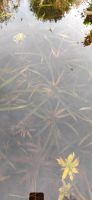 Krebsscheren Wasseraloe Wasserpflanzen Teich Pflanzen Teich Kreis Pinneberg - Appen Vorschau