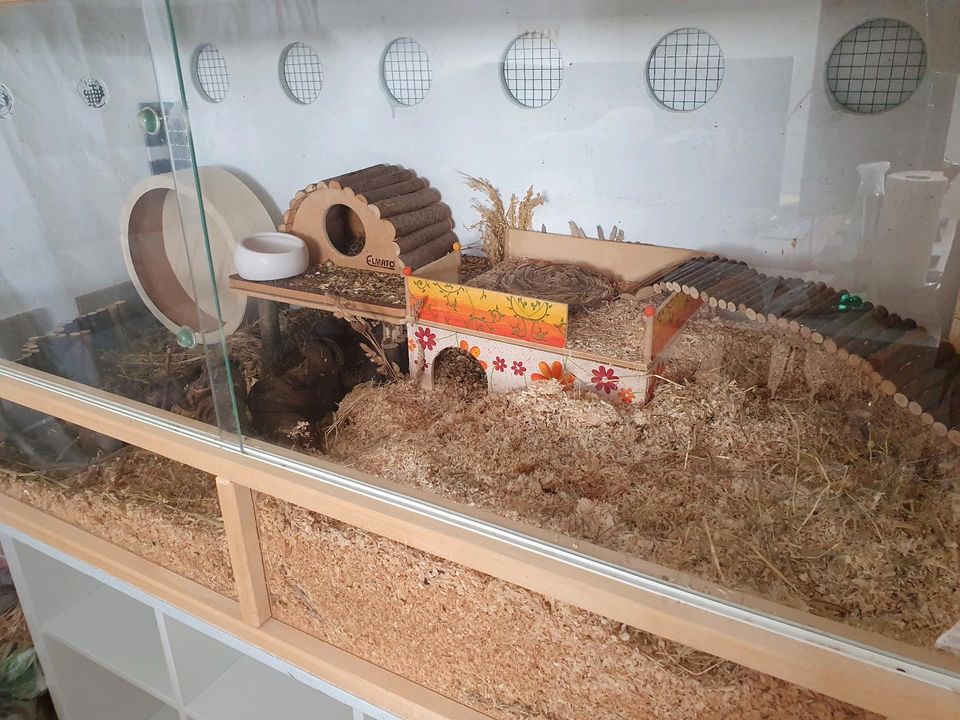 Großes Hamstergehege /Terrarium inkl. Unterregal in Reutlingen