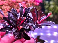 Bucephalandra Brownie Ghost 2016 Aquariumpflanzen Rarität ⭐️⭐️⭐️ Nordrhein-Westfalen - Radevormwald Vorschau