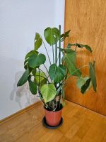 Monstera Deliciosa (Fensterblatt) Zimmerpflanze Baden-Württemberg - Leutkirch im Allgäu Vorschau