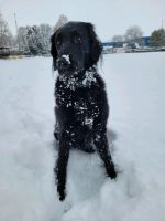 Kieler Flat Coated Retriever sucht Wurfgeschwister Niedersachsen - Hemmoor Vorschau