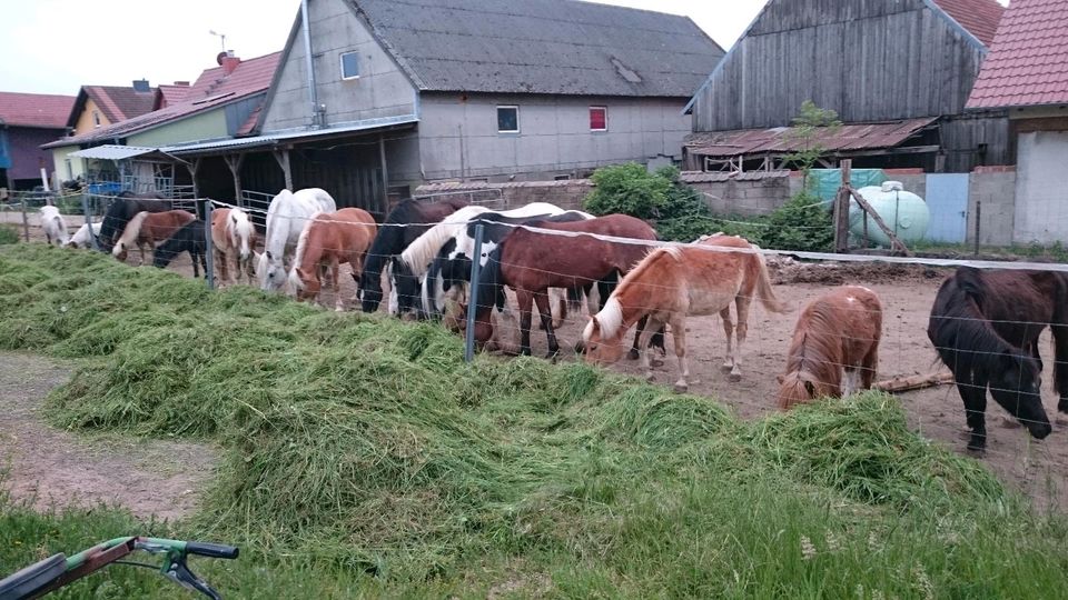 Ferienwohnung Bauernhof Kinderreiten Pferde Pony Schafe Hunde in Geroda